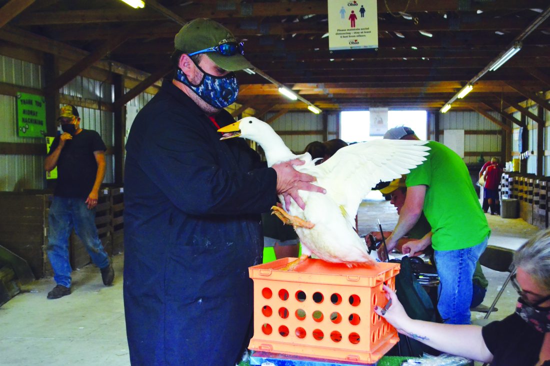 Weighins begin annual Barlow Fair festivities News, Sports, Jobs